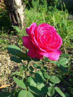 Ексклюзив! Троянда паркова сріблясто-рожева "Дивовижна місіс Майзель" (The Amazing Mrs. Mayzel) (саджанець класу АА +, преміальний вищий сорт) - фото 5