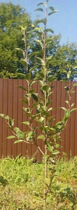 Груша "Талгарская красавица" (осенний сорт, средний срок созревания) - фото 6