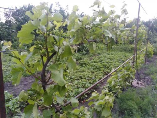 Виноград "Юпитер" (кишмиш, ранний срок созревания, морозостойкость до -27⁰С) - фото 6