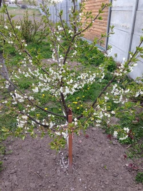 Вишня "Чудо вишня" (Черевишня) гибрид черешня+вишня (летний сорт, ранний срок созревания) - фото 5