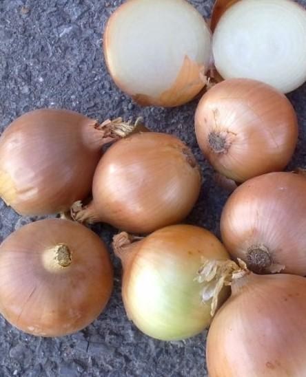 Лук-севок 1кг (арбажейка) "Халцедон" (Украина) - фото 7