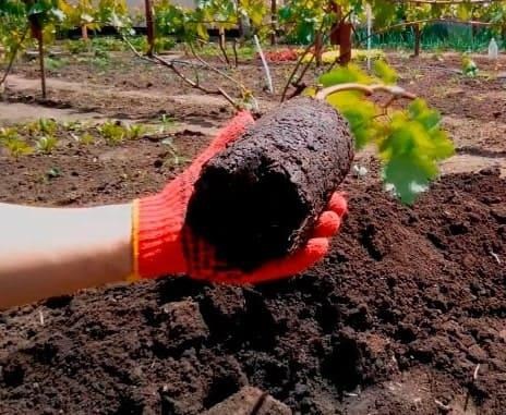 Ексклюзив! AGROBOX з саджанцем смачного винограду - фото 4