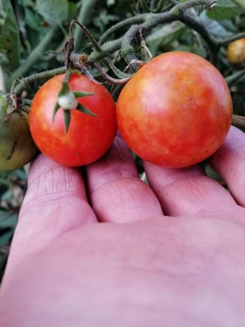 Томат "Альпійський тигр" (Зипер) ТМ "Весна" 0.5г - фото 3