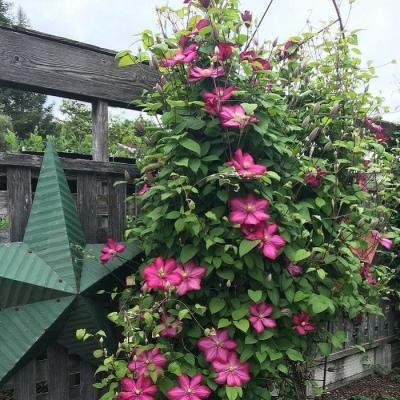 Клематис "Ernest Markham" - фото 7