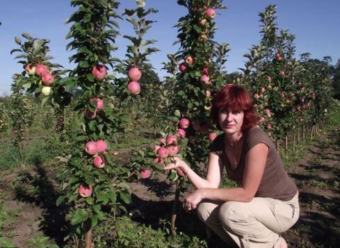 Яблоня колоновидная "Легенда" Эксклюзив - фото 6