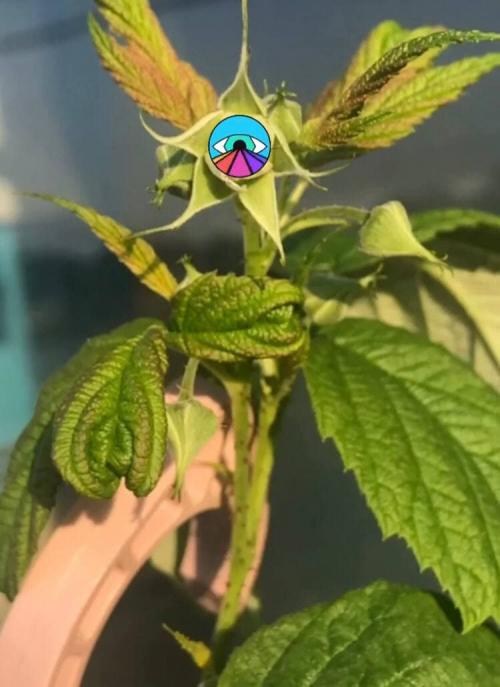 Малинове дерево "Атлант" (один з найкращих сортів в світі!) - фото 5