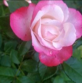 Троянда чайно-гібридна "Белла Віта" (саджанець класу АА +) вищий сорт - фото 3