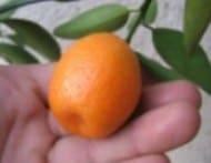 Кумкват (Золотий апельсин) - фото 2