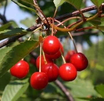 Вишня "Чернокорка" (летний сорт, среднеранний срок созревания) - фото 4