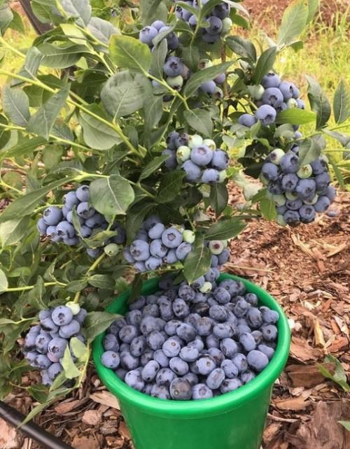 Лохина (чорниця садова) середня "Блюкроп" (Bluecrop) (середній термін дозрівання, дуже стійкий до хвороб, посухи та морозів) - фото 8