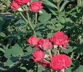 Роза мелкоцветковая (спрей) "Barbados" (саженец класса АА+) высший сорт - фото 3
