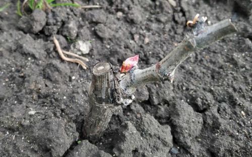 Виноград "Юпитер" (кишмиш, ранний срок созревания, морозостойкость до -27⁰С) - фото 10