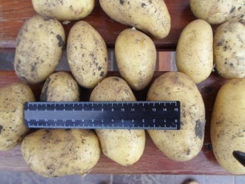 Картопля "Коломбо" насіннєва рання (1 репродукція) 1кг - фото 7