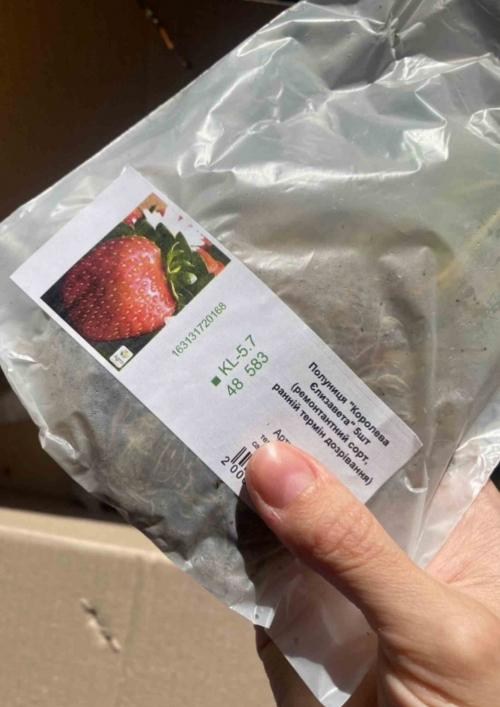 Полуниця "Королева Єлизавета" (ремонтантний сорт, ранній термін дозрівання) - фото 12