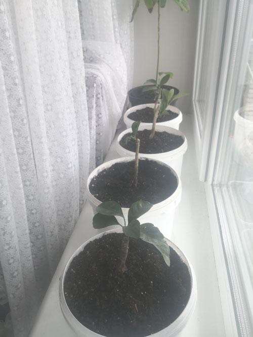 Мандарин "Ковано-Васе" - фото 6