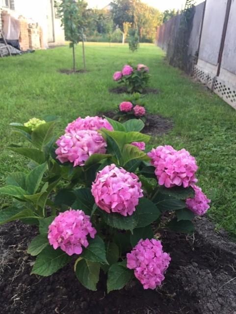 Гортензия крупнолистная "Хамелеон" (Chameleon) - фото 8