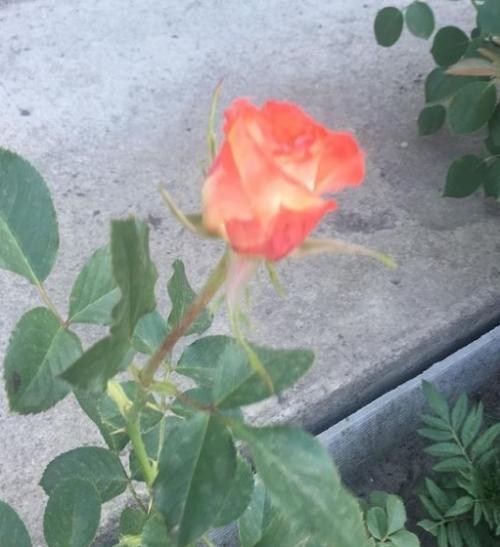 Роза чайно-гибридная "Императрица Фарах" (саженец класса АА+) высший сорт - фото 7