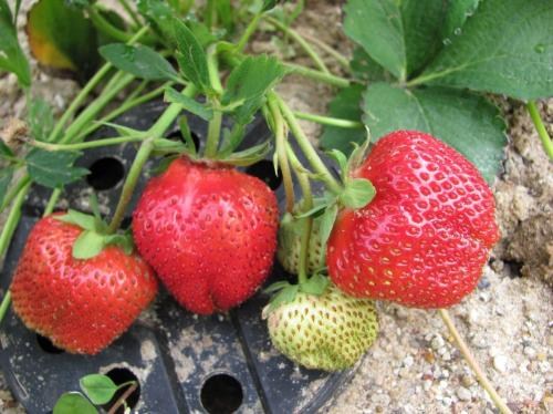 Полуниця "Королева Єлизавета" (ремонтантний сорт, ранній термін дозрівання) - фото 14