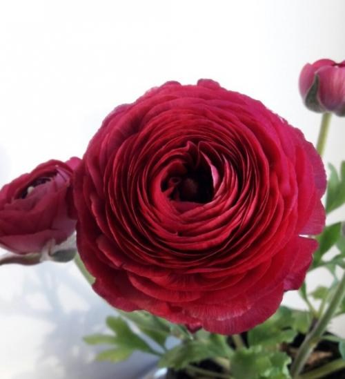 Лютики (Ранункулюс) "Mix" (размер 5/6 , крупный) 5шт в упаковке - фото 6