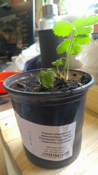 Суниця ремонтантна великоплідна "Барон Солемахер" горщик P9 - фото 4