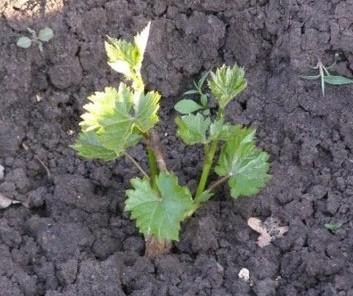 Виноград "Блэк Фингер" (кишмиш) - фото 6