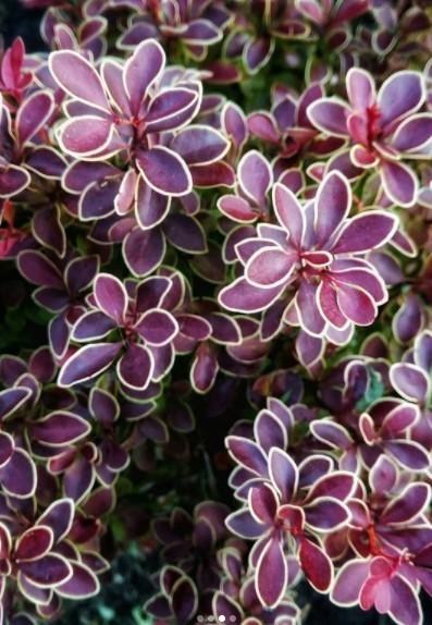 Барбарис тунберга "Голден Ринг" (Golden Ring) - фото 8