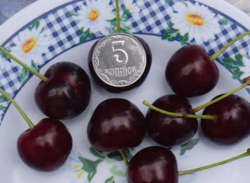 Ексклюзив! Вишня карликова куляста чорна "Великоплідна" (Large-fruited) (угорська селекція, преміальний морозостійкий сорт) - фото 5