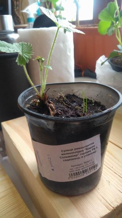 Суниця ремонтантна великоплідна "Барон Солемахер" горщик P9 - фото 6