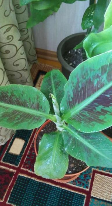 Банан Карликовий Кавендіш (Dwarf Cavendish) - фото 6