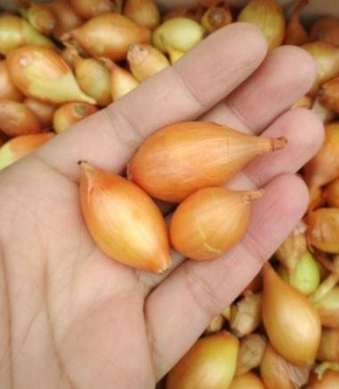 Цибуля-сіянка 1кг (арбажейка) "Штутгартен" (Україна) - фото 4