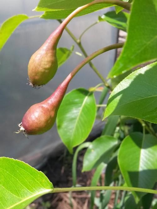 Груша "Талгарская красавица" (осенний сорт, средний срок созревания) - фото 7