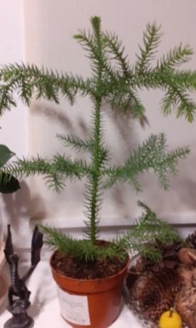 Араукария (Araucaria heterophylla) комнатная ель - фото 8