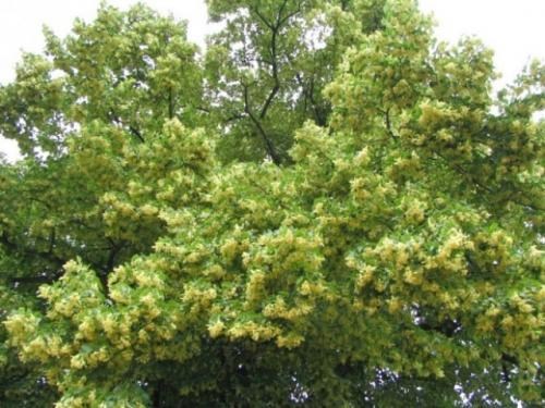 Липа світло-зелена "Королівська" (дуже ароматний сорт) висота 50-100см - фото 5