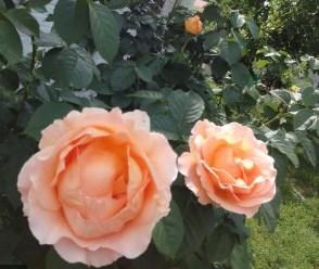 Троянда плетиста "Полька" (саджанець класу АА +) вищий сорт - фото 3