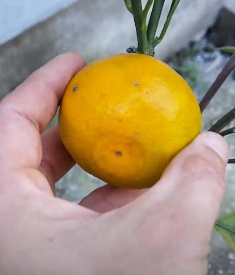 Мандарин "Ковано-Васе" - фото 13