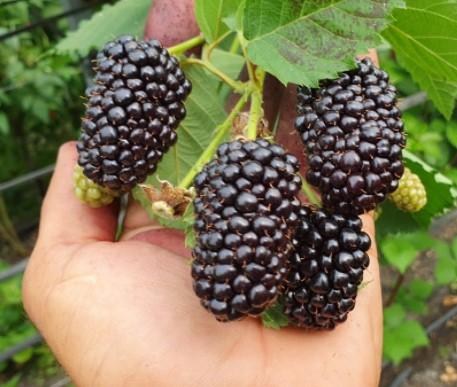 Ожина рання (найсмачніший сорт в світі!) "Небеса можуть почекати" (Heaven Can Wait) - фото 5