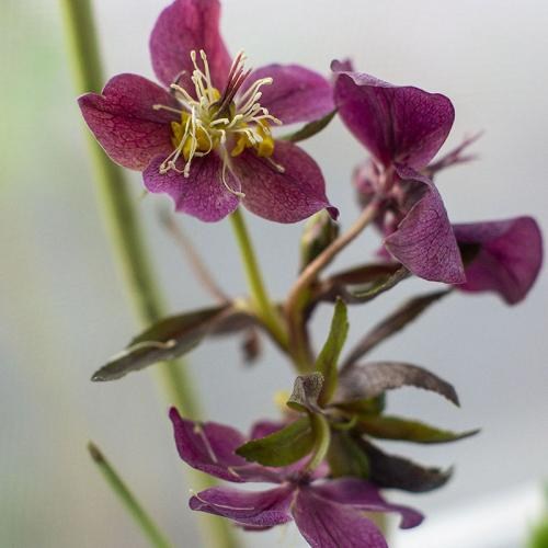 Морозник (Helleborus) "Red Lady" - фото 3