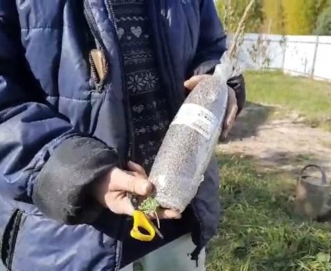 Малинове дерево "Атлант" (один з найкращих сортів в світі!) - фото 4