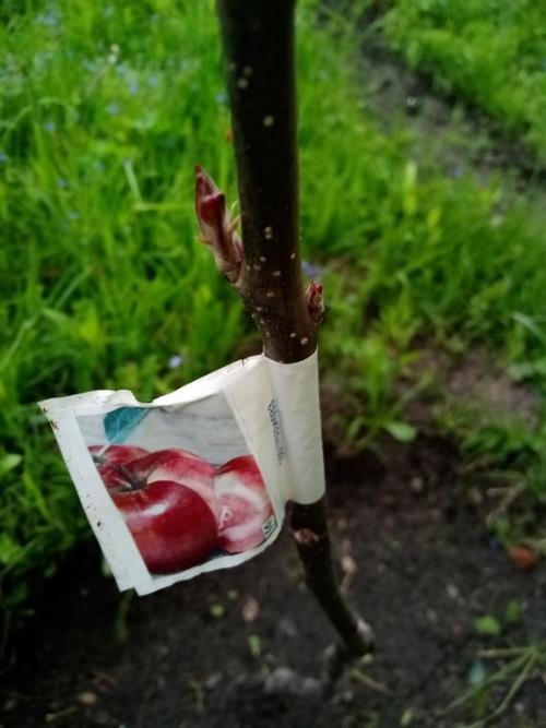 Яблуня червоном'яса "Ера" (зимовий сорт, пізній термін дозрівання) - фото 4
