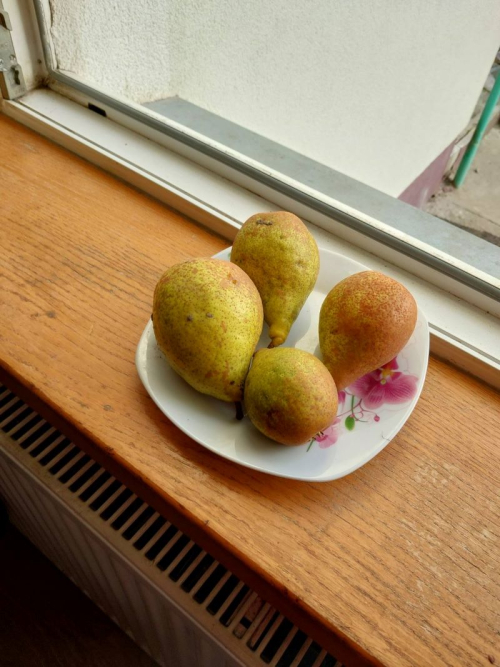 Груша "Любимица Клаппа" (летний сорт, ранний срок созревания) купить ...