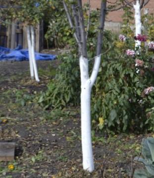 Побелка садовая "Блок" с медным купоросом 1.5кг - фото 2