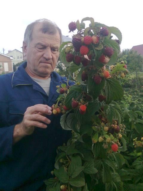 Малина "Вилламетте" (Willamette) (ранний срок созревания, сорт хорошо устойчив к болезням) - фото 4