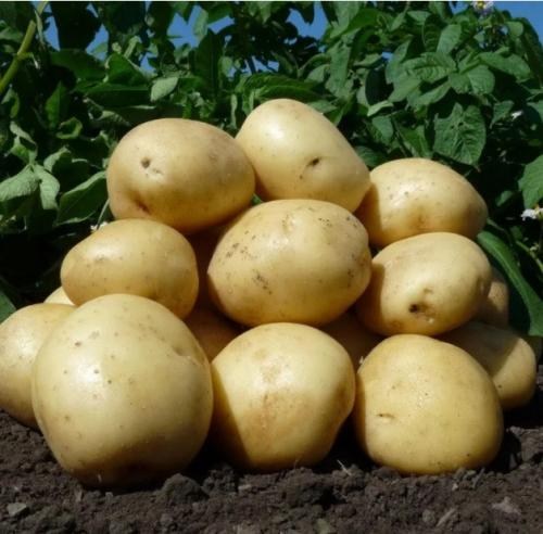 Картофель "Орла" семенной ультраранний (1 репродукция) 1кг  - фото 6