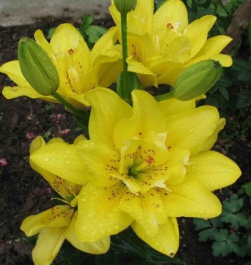 Лілія "Fata Morgana" 1шт в упаковці - фото 5