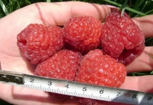 Малиновое дерево "Таруса"  - фото 2