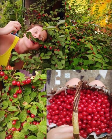Вишня войлочная - фото 7