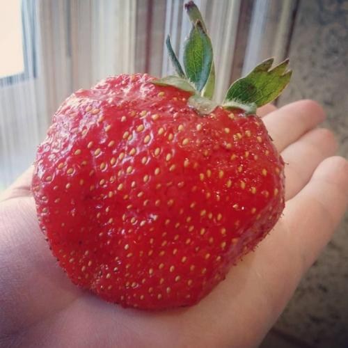 Полуниця "Гігантелла" MAXI " (середньо-пізній термін дозрівання, великоплідний сорт) - фото 11