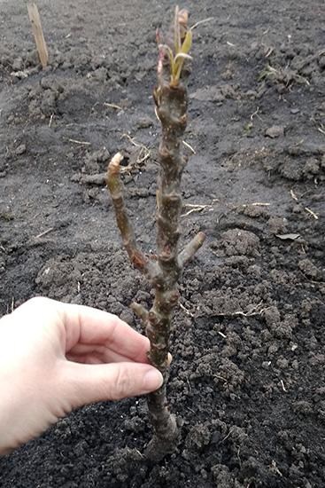 Груша колоновидная "Декора" Эксклюзив - фото 6