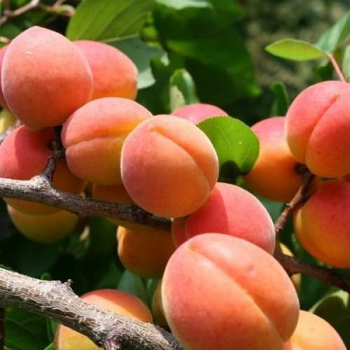 Абрикос "Червонощокий" (літній сорт, ранній термін дозрівання) - фото 5