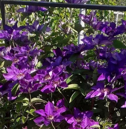 Клематис "President" (повторноквітучий сорт!) - фото 6